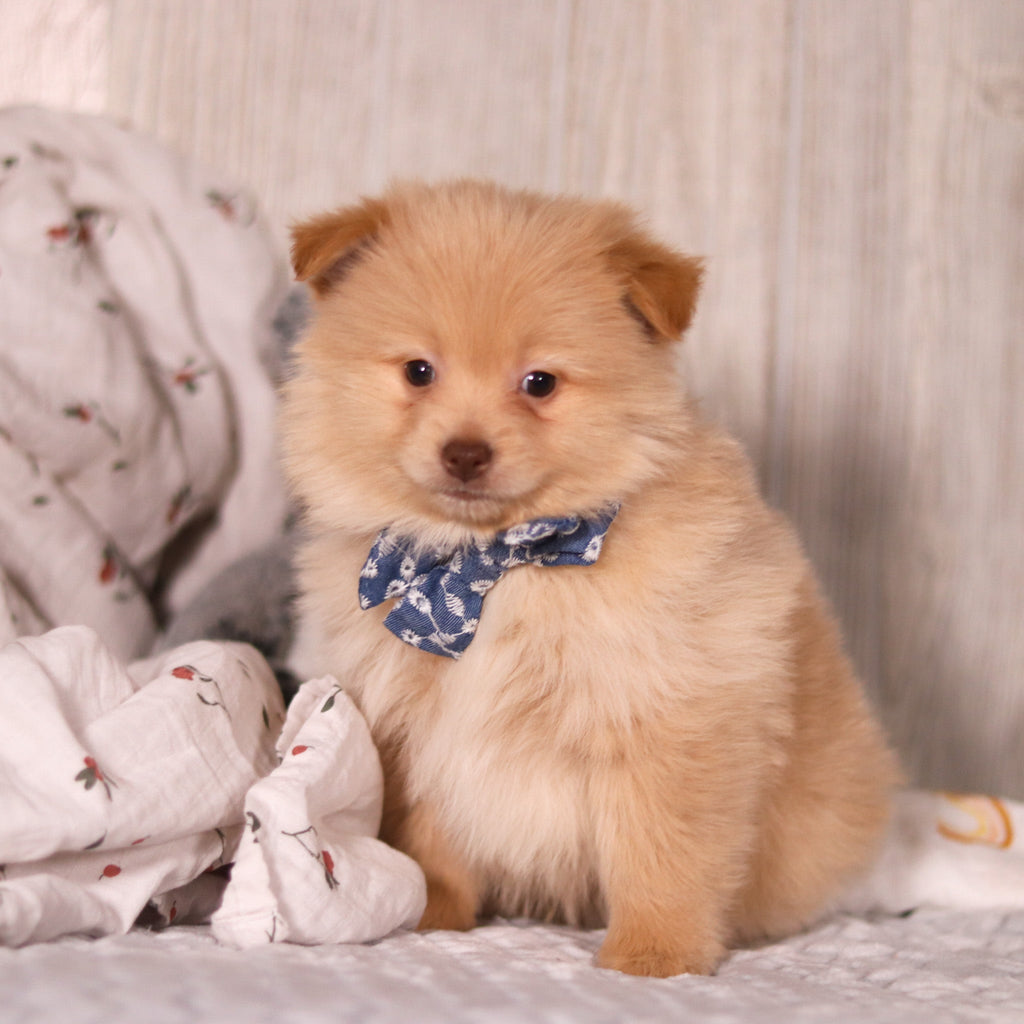 Maurice - Available Now