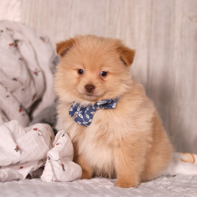 Maurice - Available 3/19