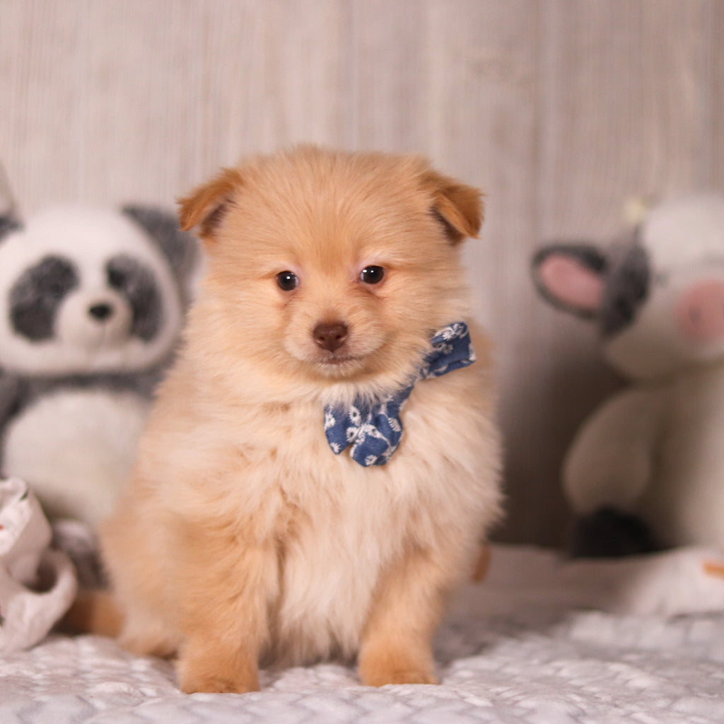 Maurice - Available Now