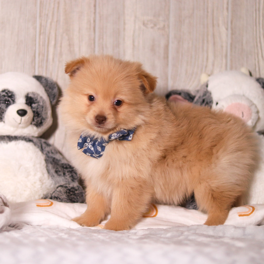 Maurice - Available Now