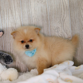 Winston - Available 5/7