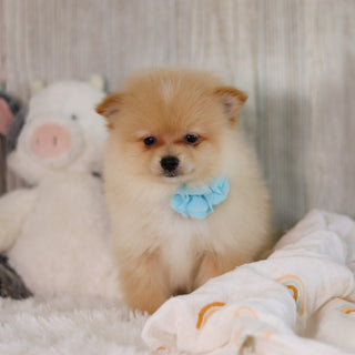 Winston - Available 5/7