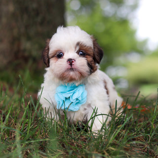 Chester - Available Now