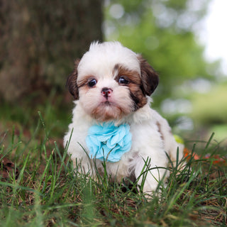 Chester - Available Now