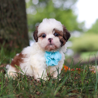 Chester - Available Now