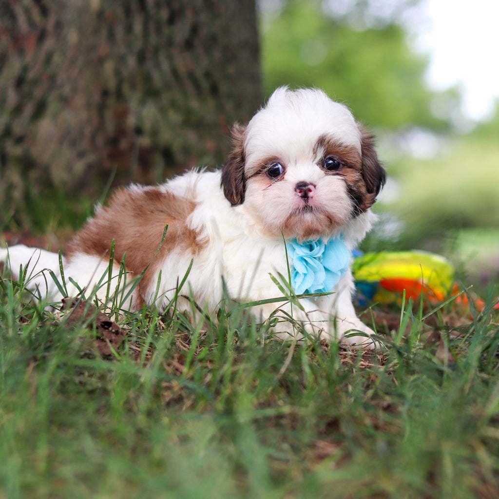 Chester - Available Now