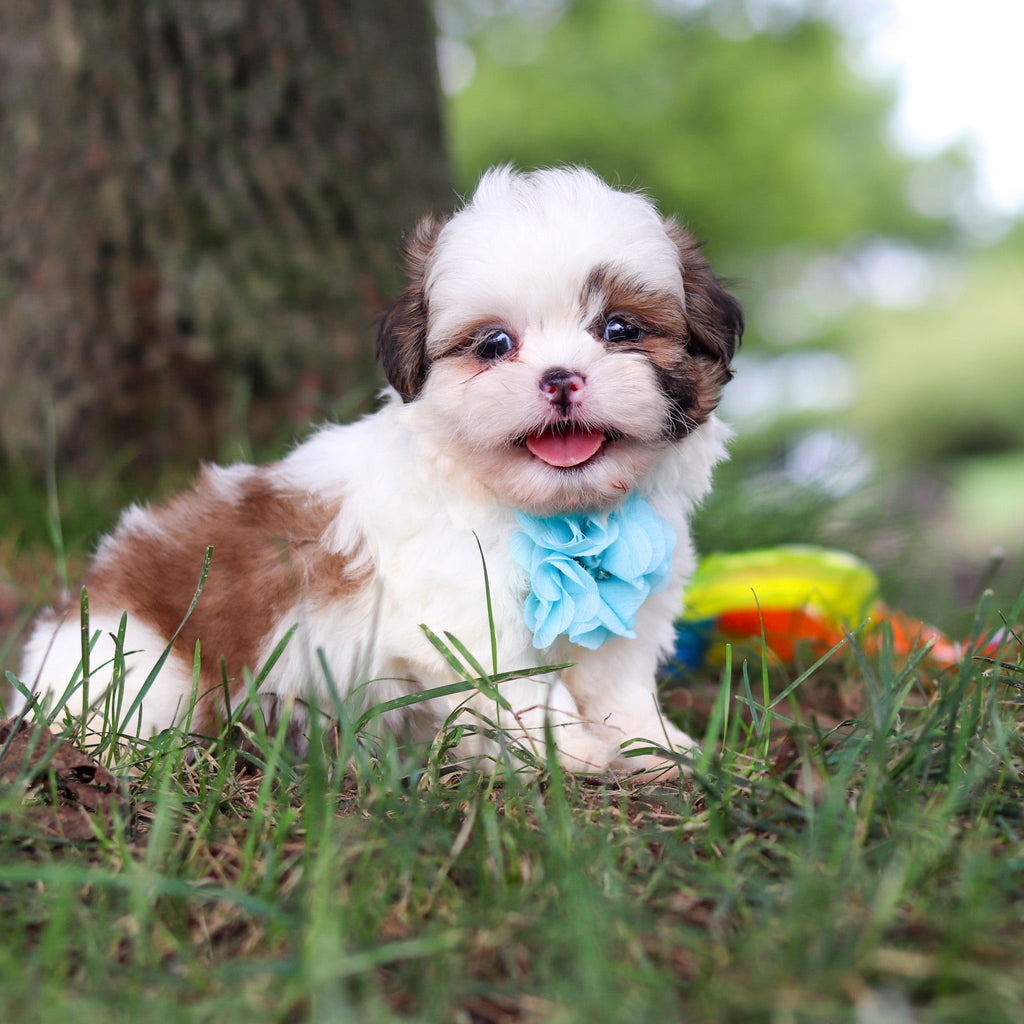 Chester - Available Now