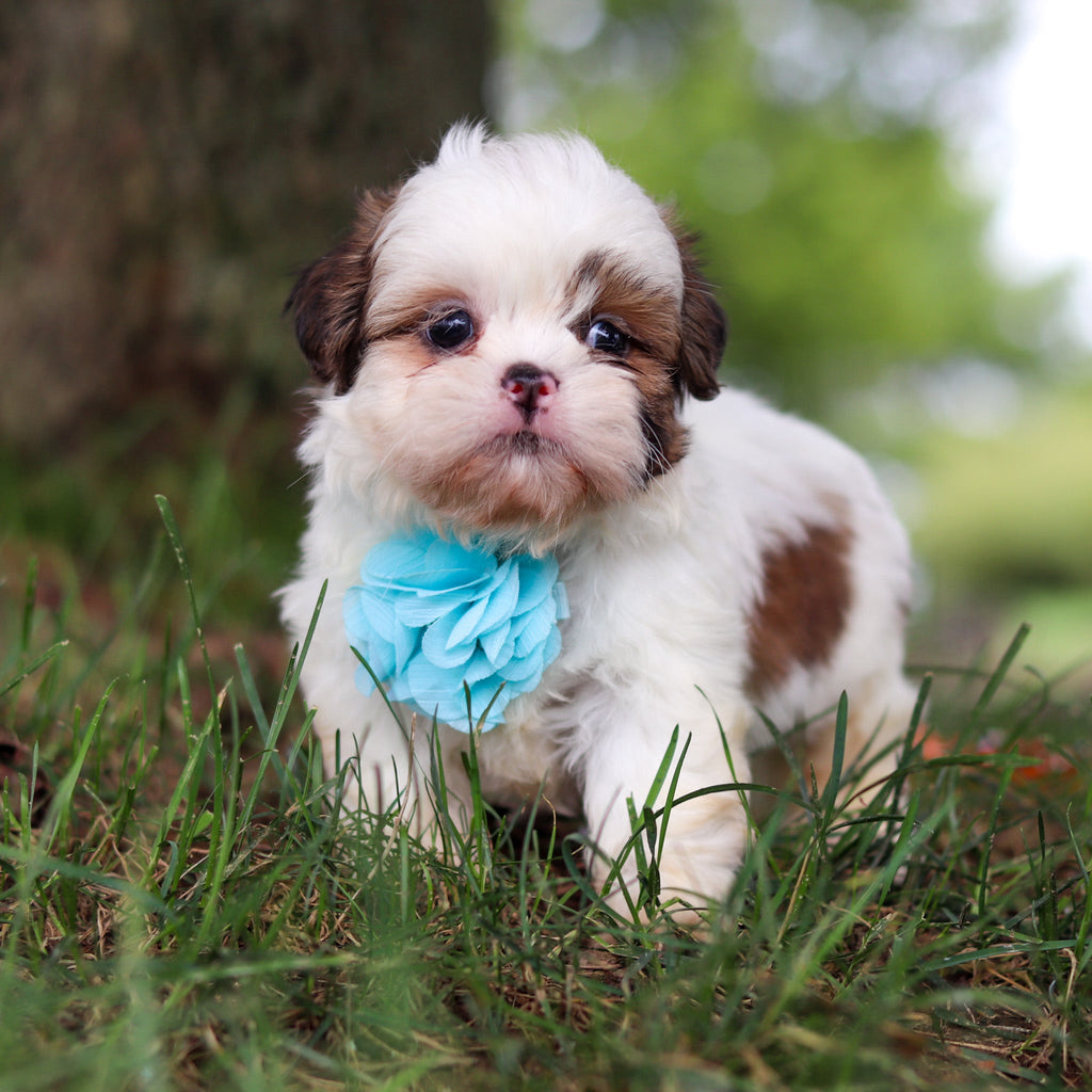 Chester - Available Now