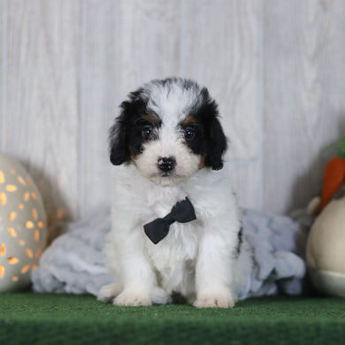 Boogie - Available 4/16