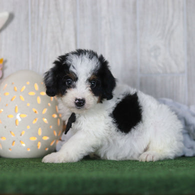 Boogie - Available 4/16