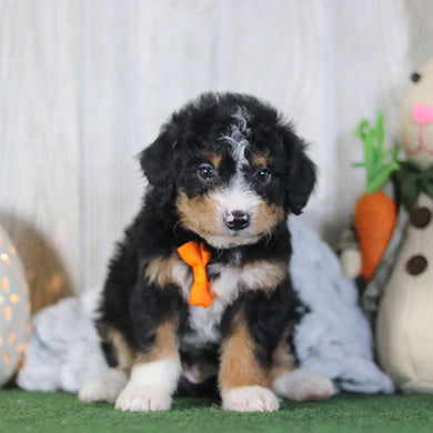 Bronte - Available 4/16