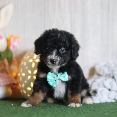 Brooks - Available 4/16