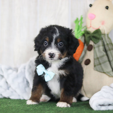 Bean - Available 4/16