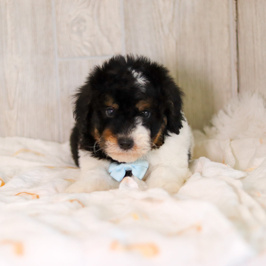 Cooper - Available Now