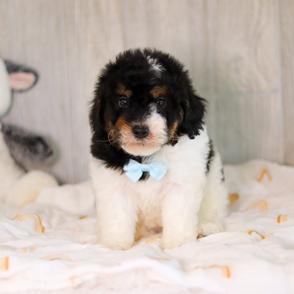 Cooper - Available Now