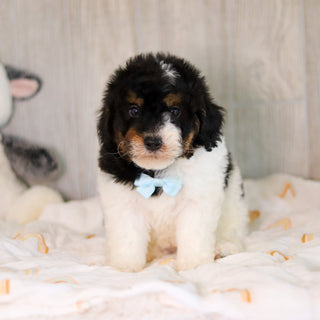 Cooper - Available Now