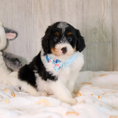 Charlie - Available 5/7
