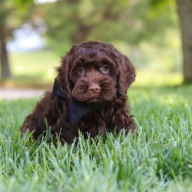 Murphy - Available Now