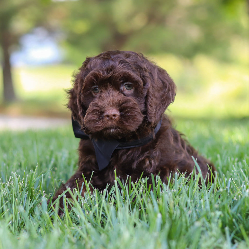 Murphy - Available Now