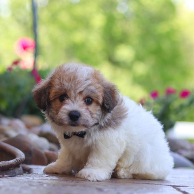 Augie - Available 6/4