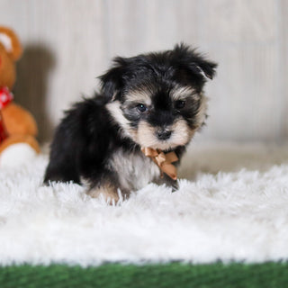 Claude - Available Now