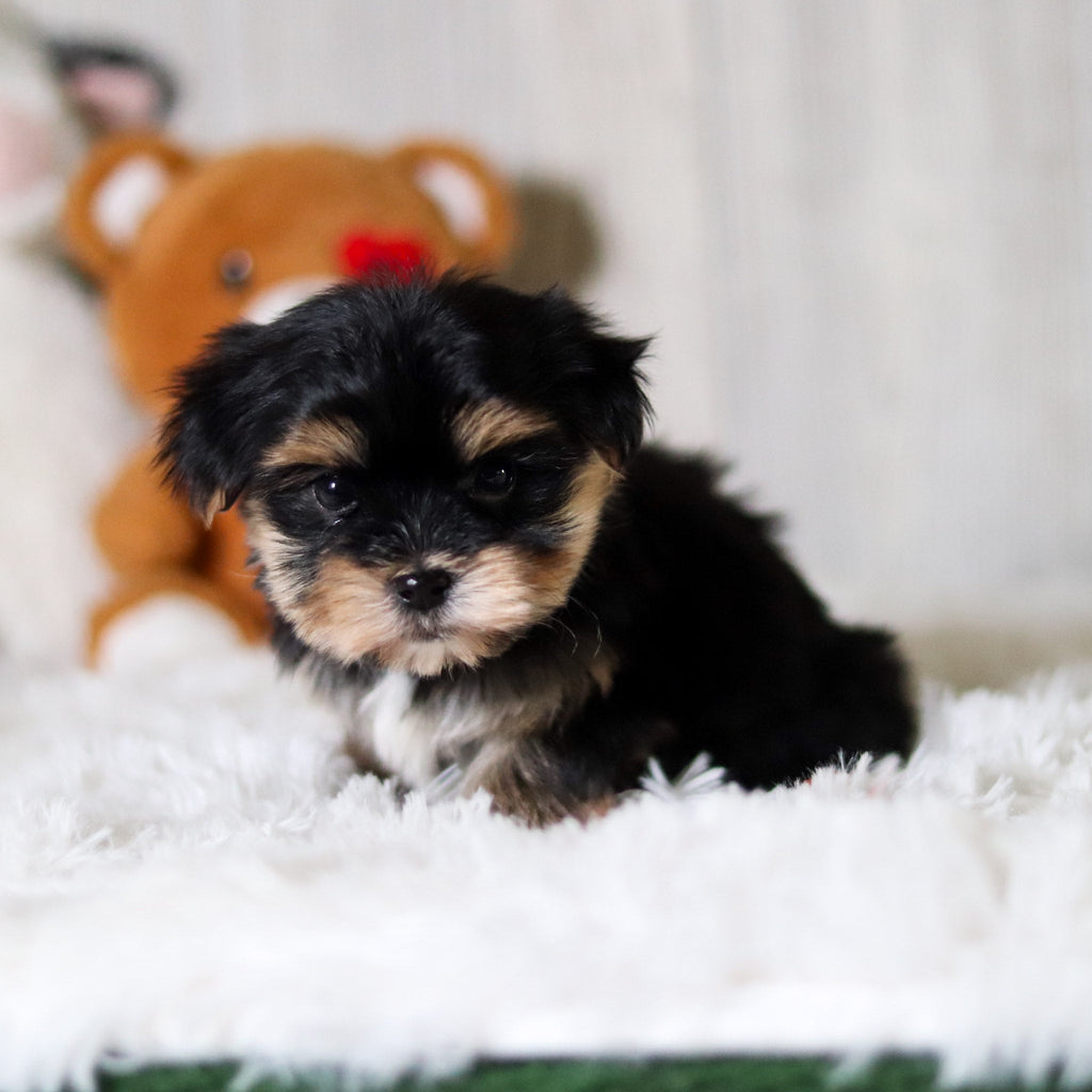 Clark - Available 6/5