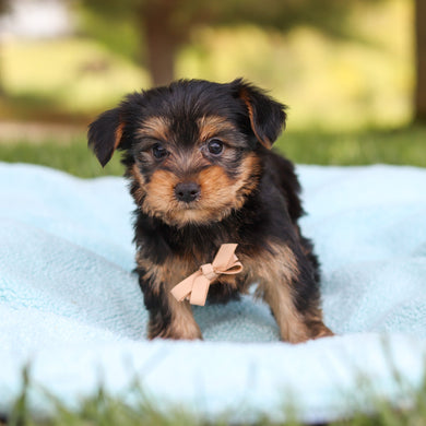 Clyde - Available 5/28