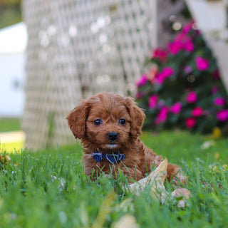 Mack - Available 10/29