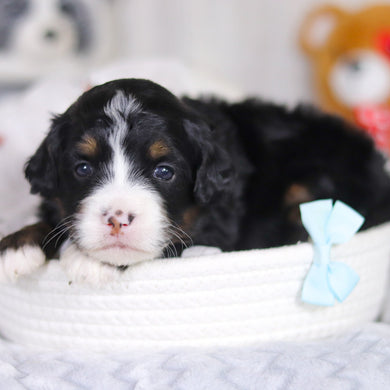 Danny - Available 4/2