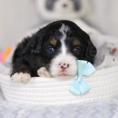 Danny - Available 4/2