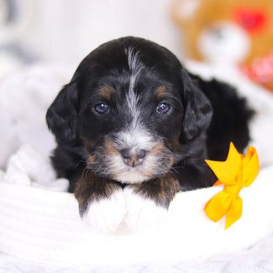 Dante - Available 4/2