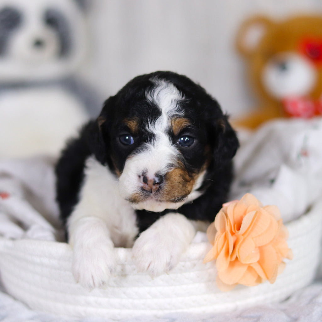 Damien - Available 4/2