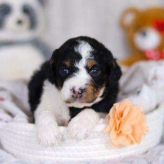 Damien - Available 4/2