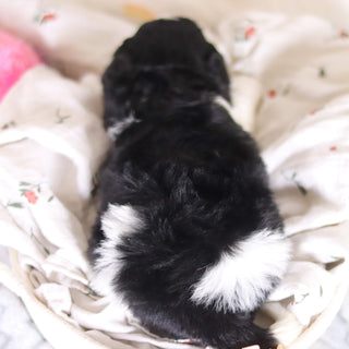 Damien - Available 4/2