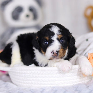 Damien - Available 4/2