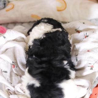 Desmond - Available 4/2