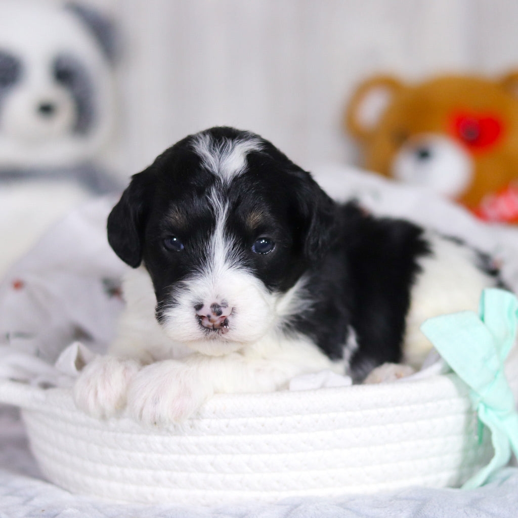 Dean - Available 4/2