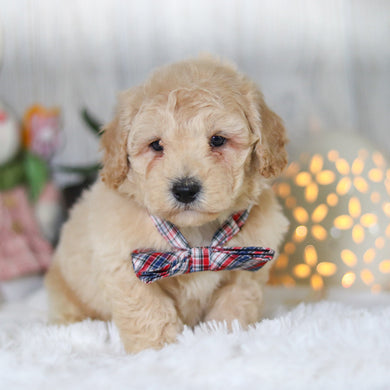 Leonardo - Available Now