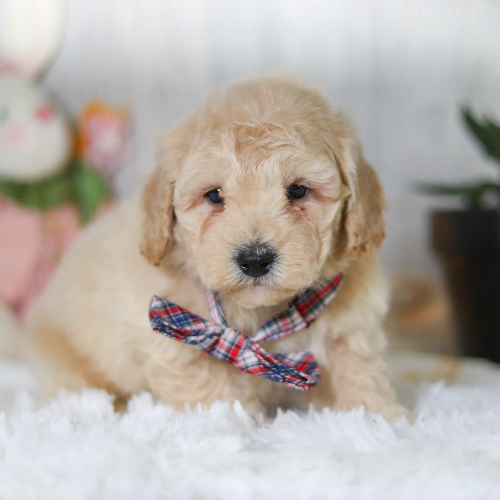 Leonardo - Available Now
