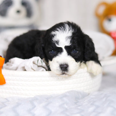 Lincoln - Available 4/2