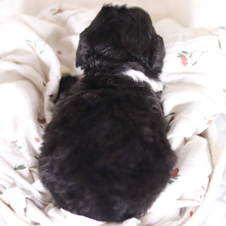 Lincoln - Available 4/2