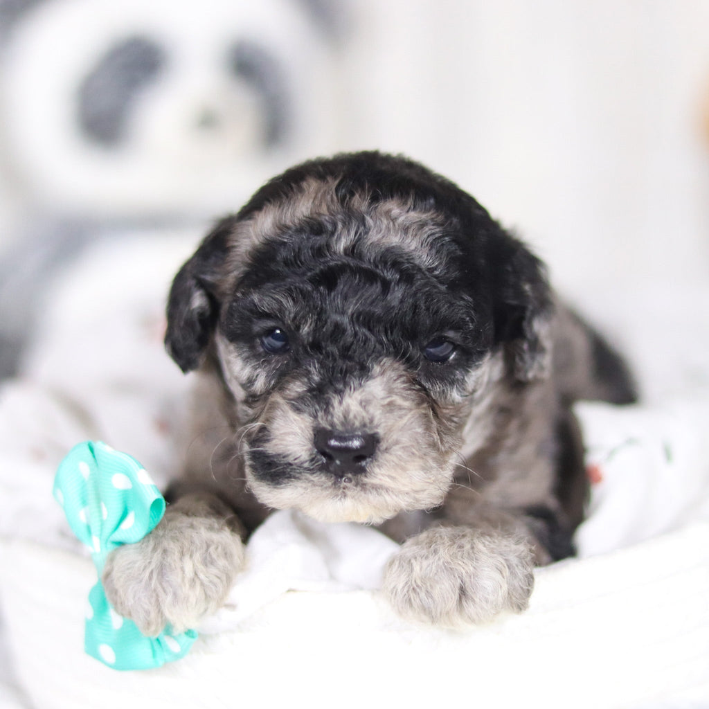 Lennox - Available 4/2