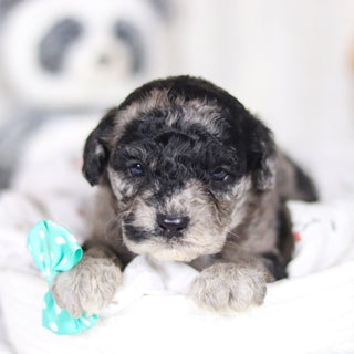 Lennox - Available 4/2