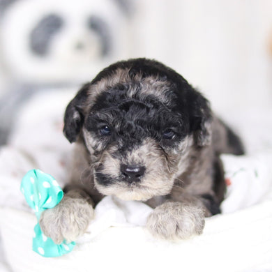 Lennox - Available 4/2