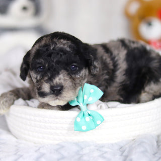 Lennox - Available 4/2