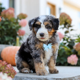 Oliver - Available 10/22