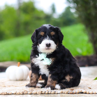 Oswald - Available 10/22