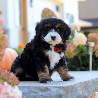 Oswald - Available 10/22