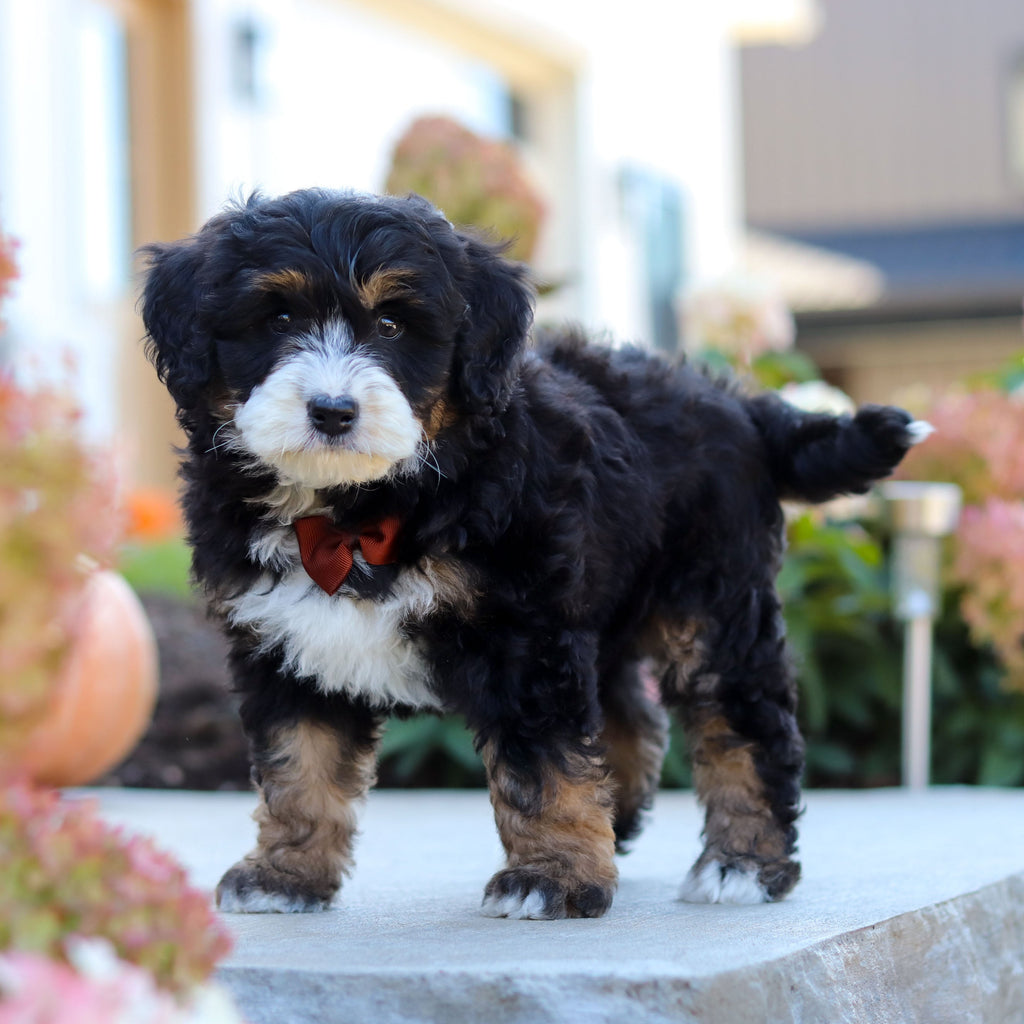 Oswald - Available 10/22