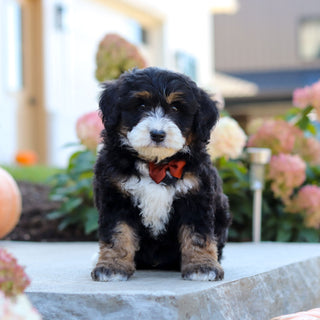 Oswald - Available 10/22
